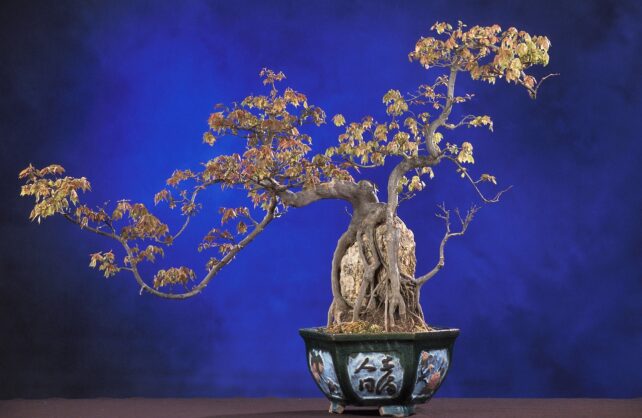 bonsai-18.jpg